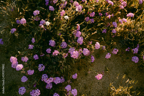 Purple sand verbena in Anza Borrego Desert photo