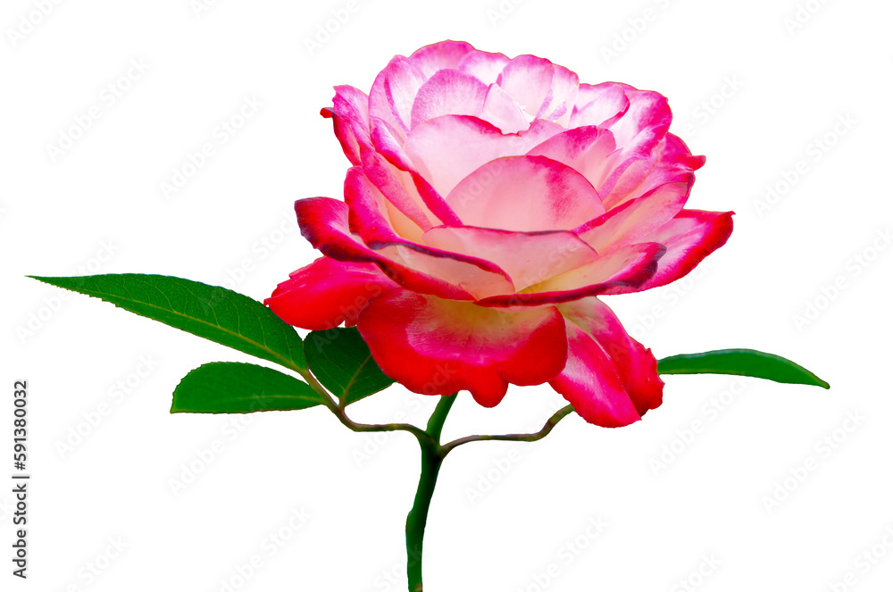 Fototapeta premium The color of the rose petals are red and white. Jubile du Prince de Monaco. The beautiful flower bloom and the green leaves are isolated.