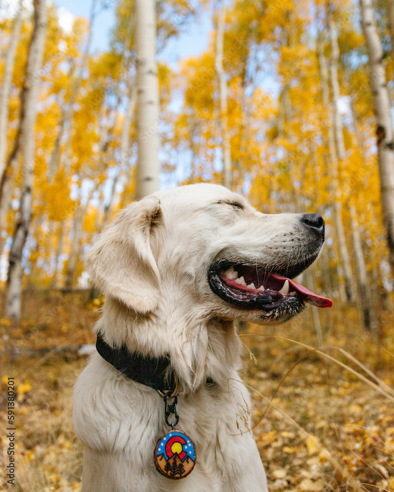Young Golden Retriever Smiling in Yellow Colorado Aspen Trees Young Golden Retriever Smiling in Yellow Colorado Aspen Trees