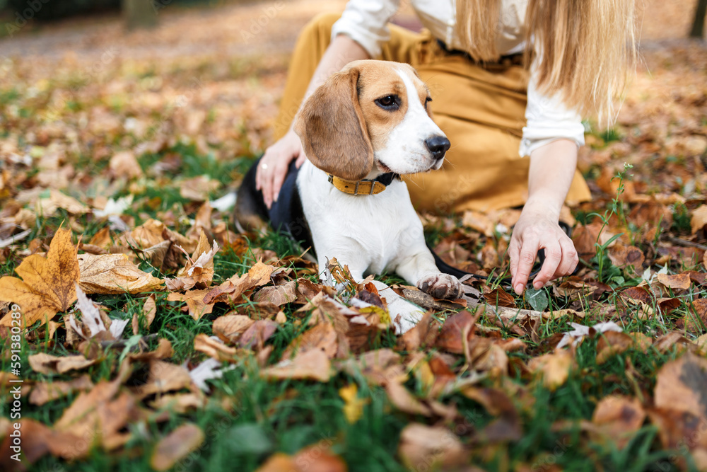 Beagle dog on a walk in the autumn park
