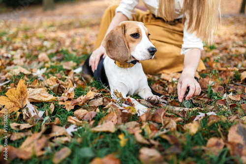 Beagle dog on a walk in the autumn park © Cavan