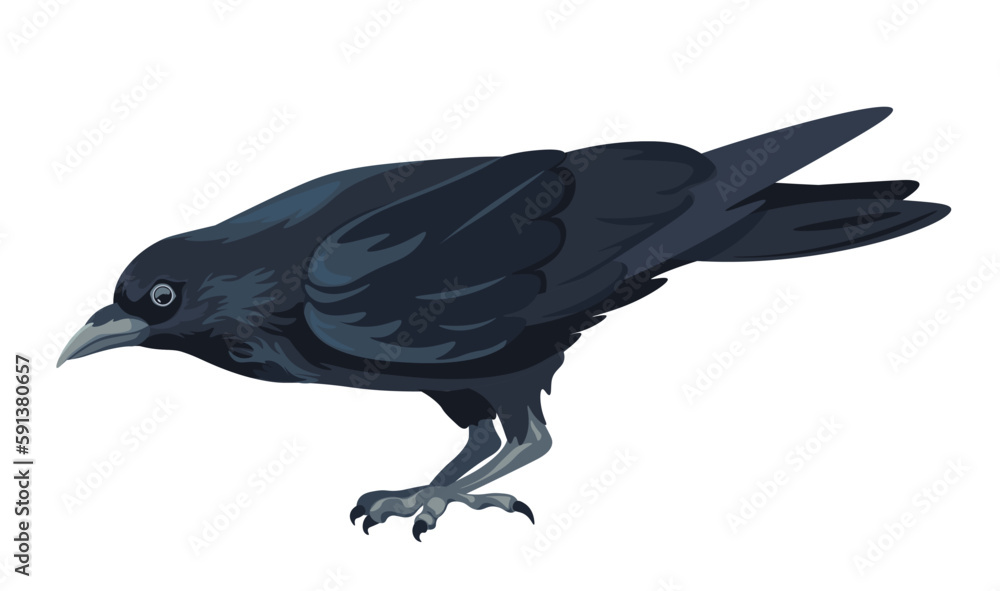 Obraz premium Large black bird, raven or crow animal of forest