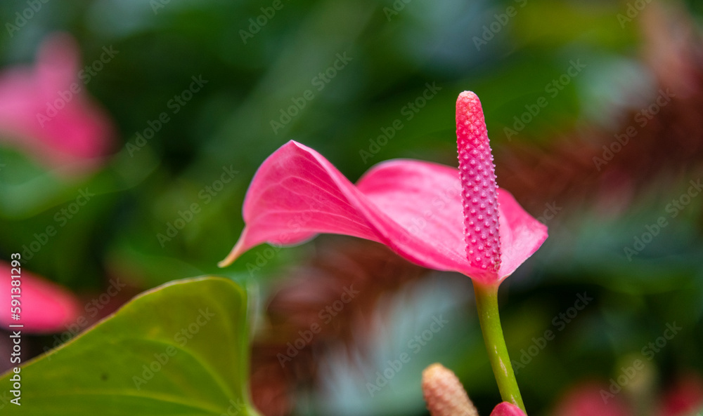 Obraz premium Gorgeous flower, Anthurium andraeanum in the natural garden background. Shallow depth of the field. 