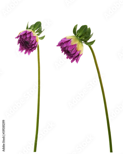 Set of purple dahlia buds isolated on white or transparent background