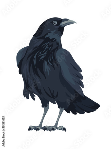Large black bird, crow sitting, raven or rook