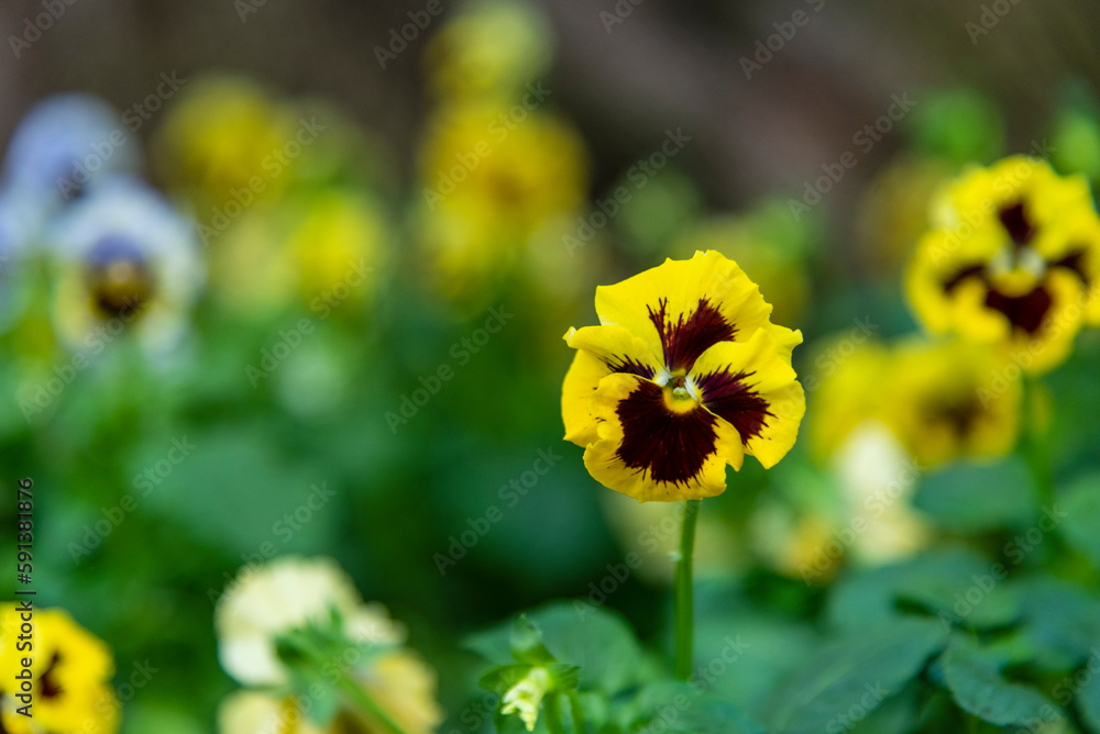 Selective focus view of the Viola flower -  one of the most popular bedding plants for cool weather.
