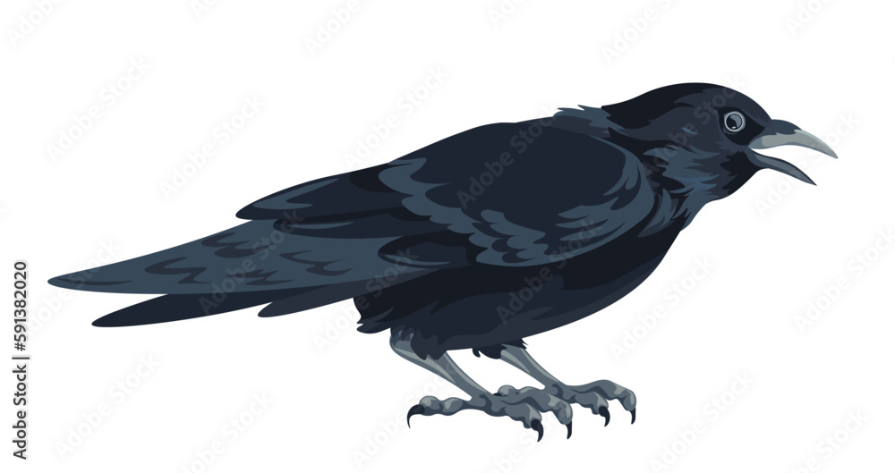 Fototapeta premium Large black bird, crow cawing or squawking vector