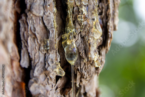 Sap Dripping from Tree Trunk Close-Up