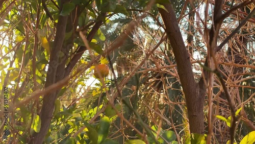 Orange harvest in summer autumn fall winter in Iran
Organic farm garden palm date tree and sunset golden time in a traditional agriculture local people life style in desert mountain area
middle east photo