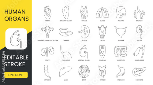Human organs line icon set in vector, esophagus and kidney, ureter and bladder, larynx and spleen, ovaries and bronchi, pharynx and lungs, thymus and salivary, gland and heart. Editable stroke. photo
