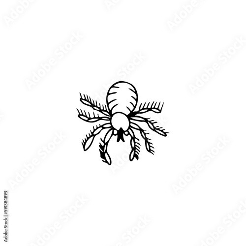 vector illustration of tarantula spider