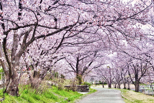 日本の春の代名詞、桜のソメイヨシノが公園に咲き誇ります