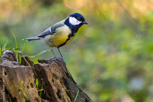 Blaumeise © Martin