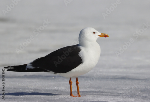Lesser black-backed gull © John Sandoy