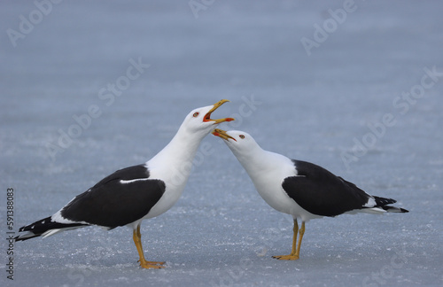 Photography Lesser black-backed gull