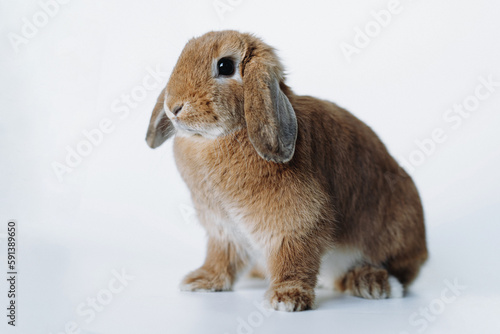 funnyred rabbit with its ears down isolated on white background