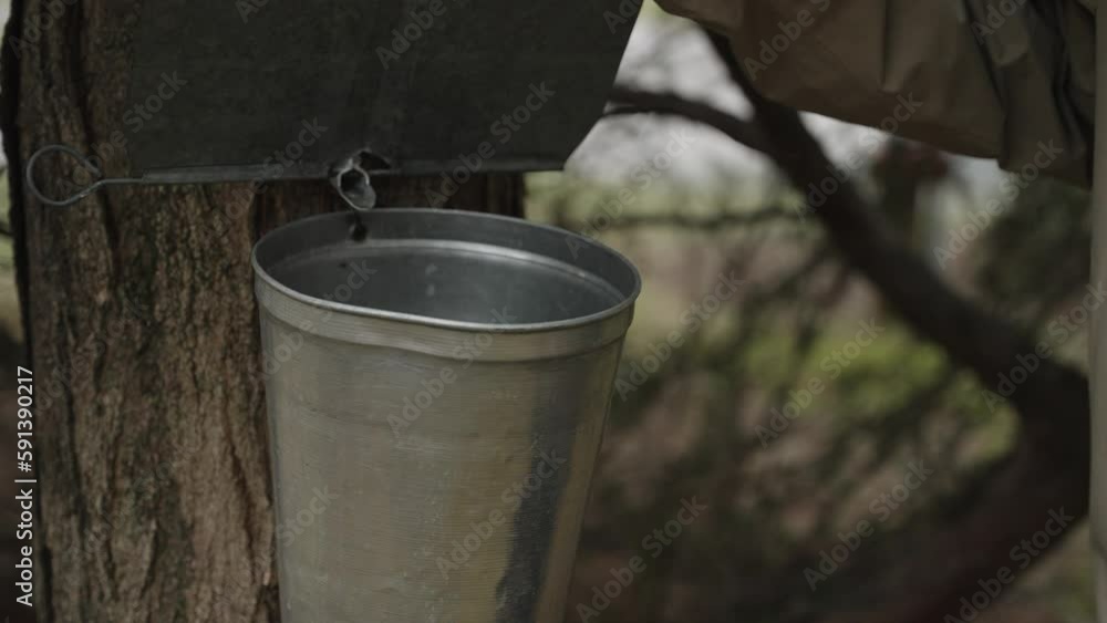 Maple syrup making with tap and bucket on tree for sugar water (4k 24fps) Maple syrup making with tap and bucket on tree for sugar water (4k 24fps)