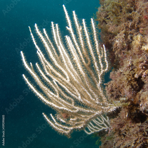 White gorgonian (Eunicella singularis) in Mediterranean Sea photo