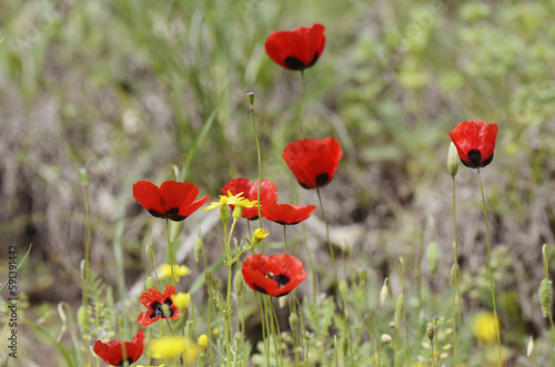 blooming red poppies in the field