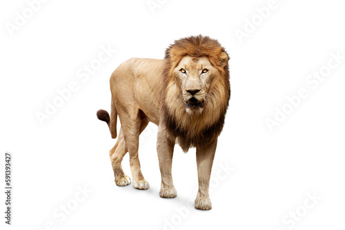 Fototapeta Naklejka Na Ścianę i Meble -  Side view of walking lion isolated on transparent background with clipping path, single lion with clipping path and alpha channel for both printing and web pages. 