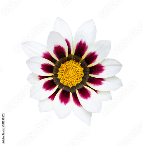 Purple and white osteosperumum daisies with yellow stamens growing on black isolated background. Summer