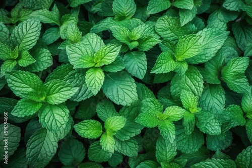  a close up of a bunch of green leaves on a plant with green leaves on the top of the leaves and green leaves on the bottom of the leaves. generative ai