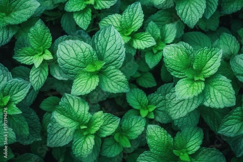  a close up of a bunch of green leaves on a plant with green leaves on the top of the leaves and green leaves on the bottom of the leaves. generative ai