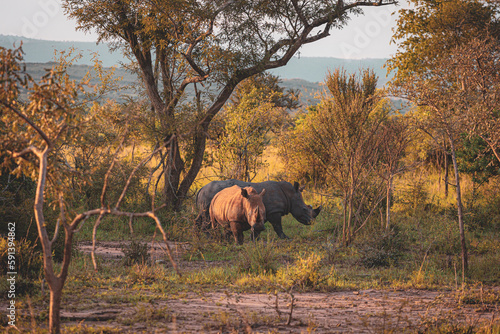 Wild Life By Alok Sheth photo