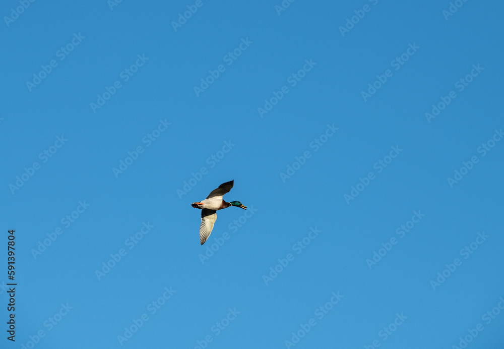 beautiful bird in the spring against the blue sky in search of food