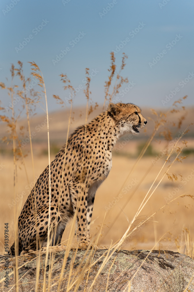 Cheetah over the boulder looking for preys Cheetah over the boulder looking for preys