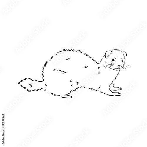 Drawing of ferret, vector illustration isolated on white. mink animal, vector sketch illustration