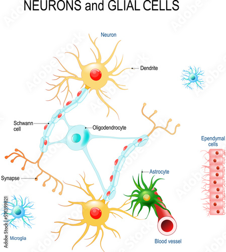 Neurons and glial cells (Neuroglia) in brain (oligodendrocyte, microglia, astrocytes and Schwann cells), ependymal cells (ependymocytes) photo