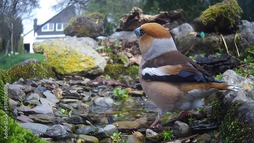 Kernbeißer (Coccothraustes coccothraustes)   photo