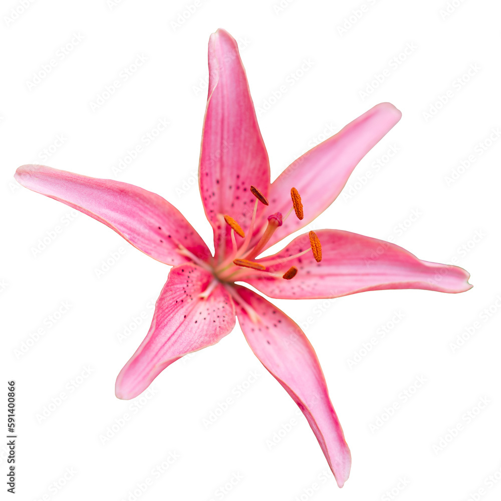 Pink lily flower in PNG isolated on transparent background