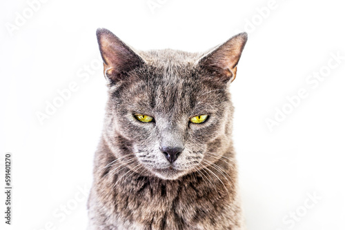beautiful gray Burmese cat on a light background