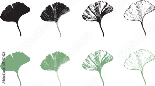 Ginkgo Blätter
