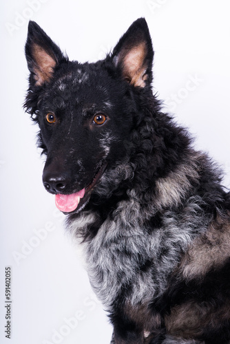 Black curly dog closeup portrait in studio, posing, smiling