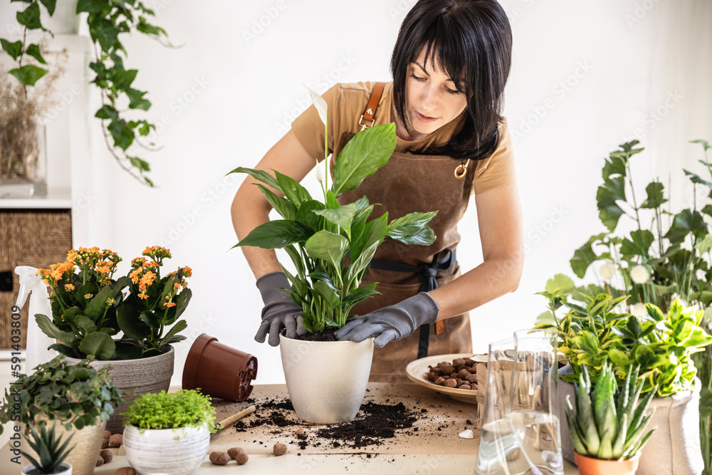 Female gardener presses fresh earth in pot with white peace lily, spathiphyllum while working at workshop. Planting of home green plants and flowers indoors, home garden, hobby, gardening blog concept Female gardener presses fresh earth in pot with white peace lily, spathiphyllum while working at workshop. Planting of home green plants and flowers indoors, home garden, hobby, gardening blog concept