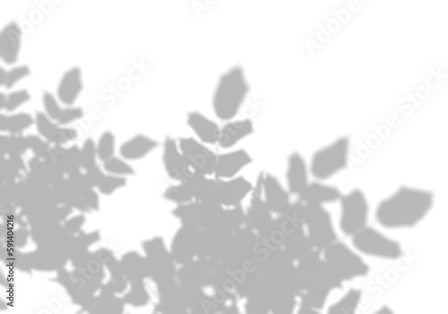 The shadow of the leaves of a tree on a white wall. A tropical tree. Black and white image for photo overlay or mockup