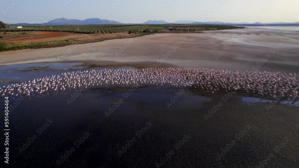 Aerial view of group of pink flamingos moving in unison in an almost dry lagoon in Malaga, Spain. Aerial view of group of pink flamingos moving in unison in an almost dry lagoon in Malaga, Spain.