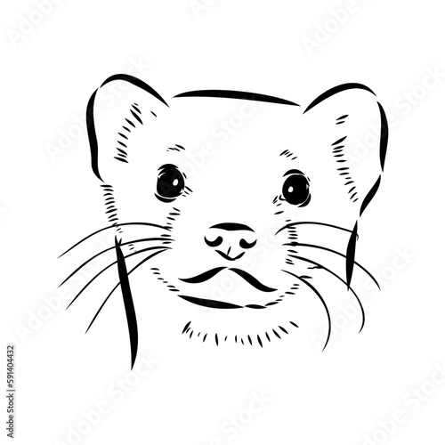 Drawing of ferret, vector illustration isolated on white. mink animal, vector sketch illustration