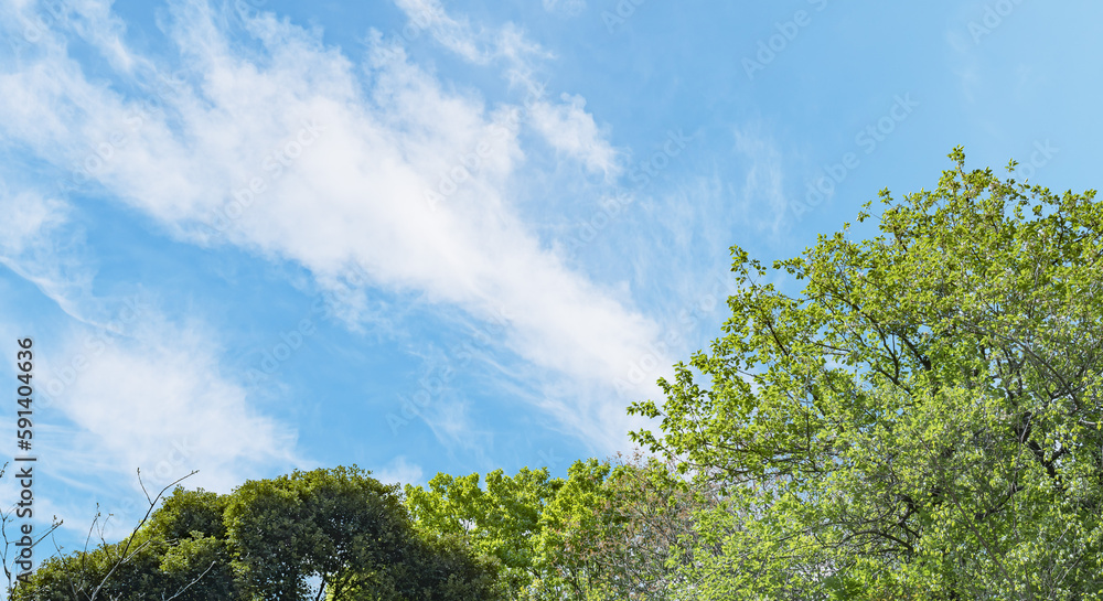 Obraz premium 春、新緑の森の木々の上の晴天の青空 旅行・観光・祝日・アウトドア・子供の日のイメージ