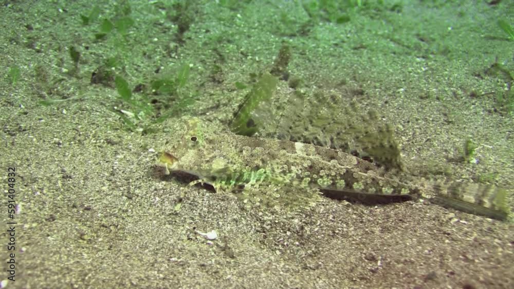 Orange and black dragonet crawls over sandy bottom foraging. Medium to close-up shot during daylight showing all body parts.