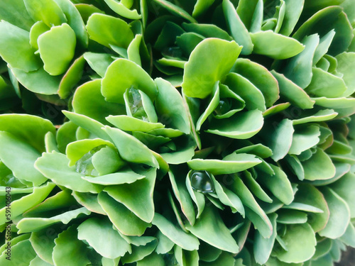 Sedum telephium, Crassulaceae or stonecrop with drops of water, close up