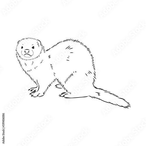 Drawing of ferret, vector illustration isolated on white. mink animal, vector sketch illustration