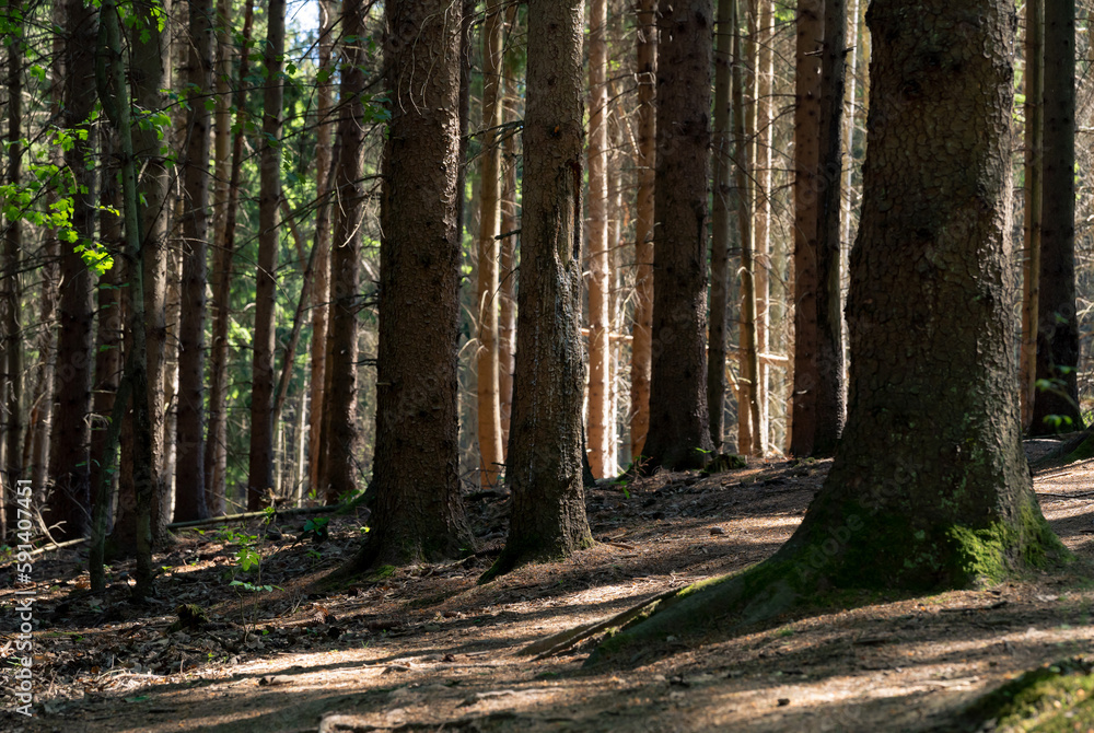 Dark forest. Pine forest. Wood background. Shadows and lights. Dark forest. Pine forest. Wood background. Shadows and lights.