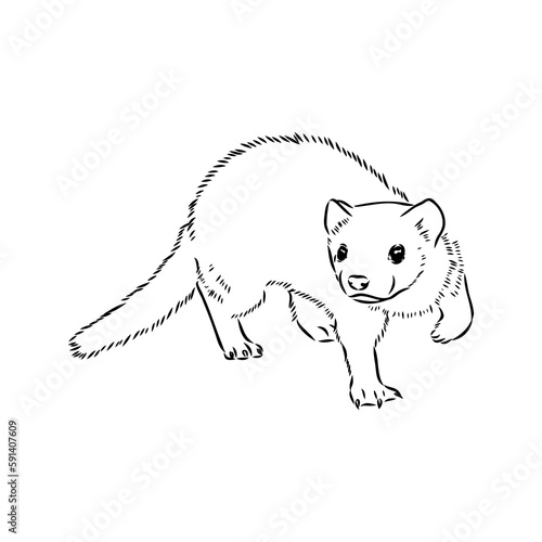 Drawing of ferret, vector illustration isolated on white. mink animal, vector sketch illustration