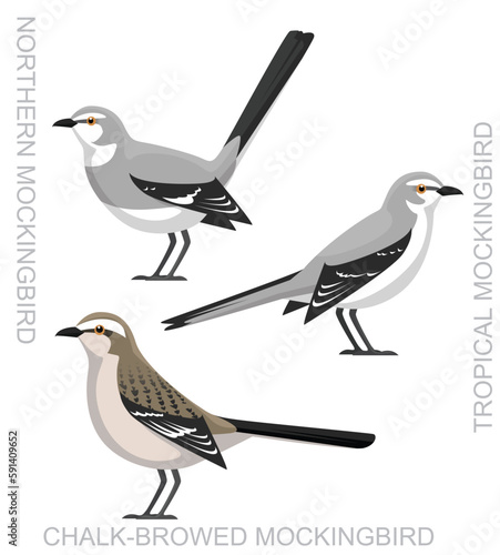 Photo Cute Bird Mockingbird Set Cartoon Vector