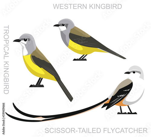 Cute Bird Kingbird Flycatcher Set Cartoon Vector 