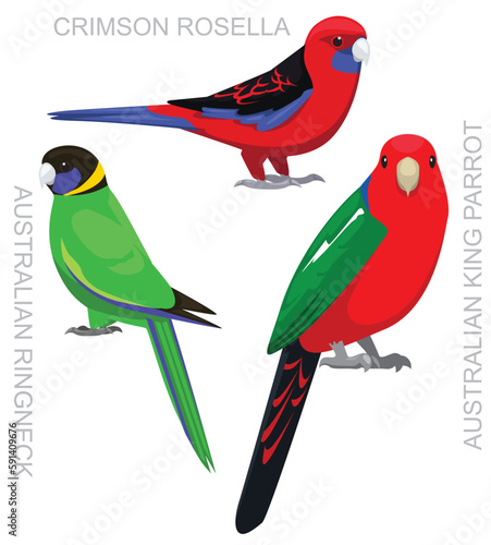Cute Bird Australian King Parrot Rosella Ringneck Set Cartoon Vector
